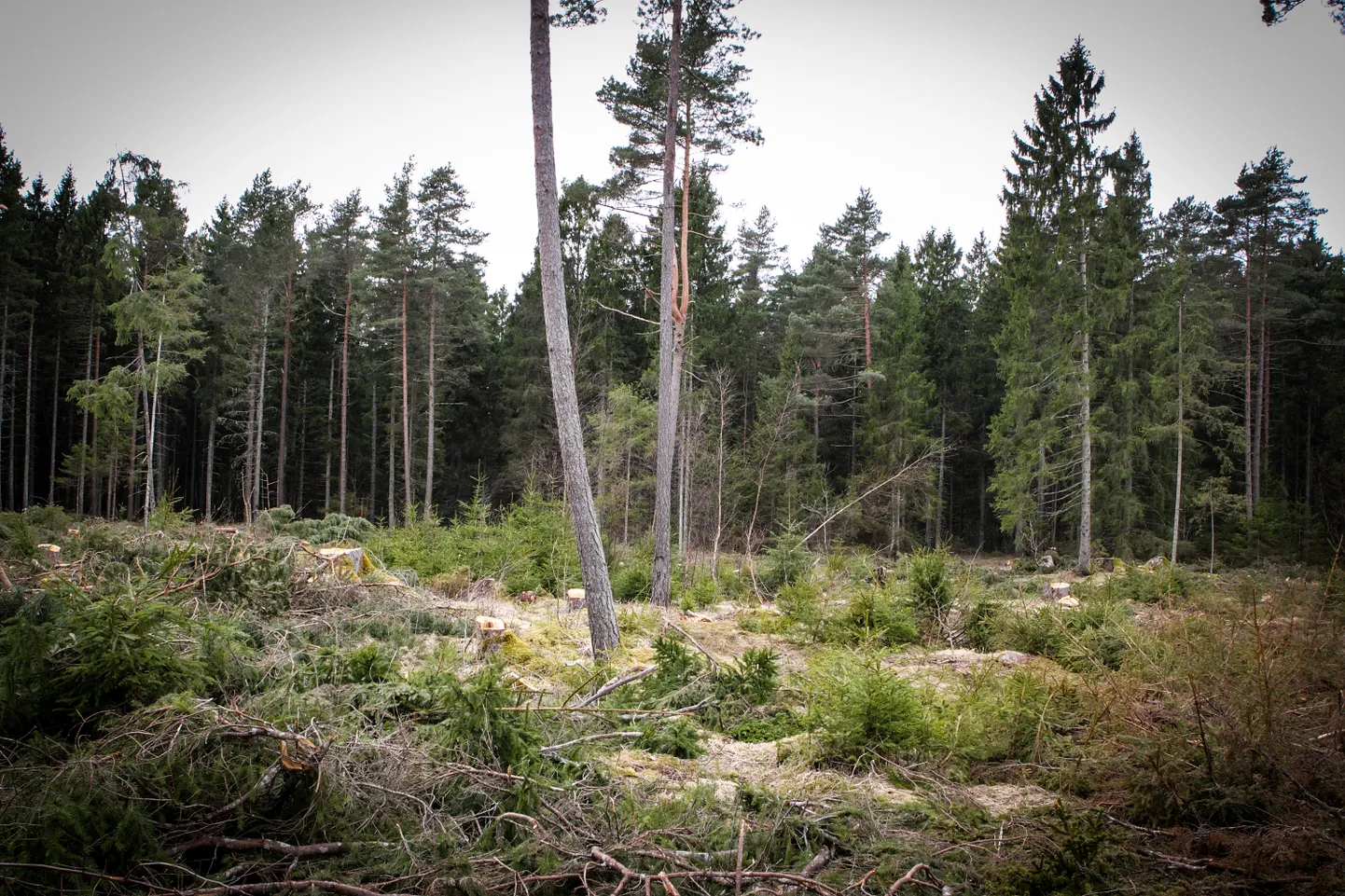 OMANIK PEAB TEADMA: Võta piisavalt aega, et tutvuda ostetava maatüki piiride ja piiri tähistusega looduses.