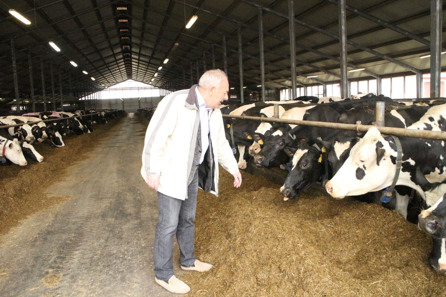 ASi Metsaküla Piim juhataja Jaan Metsamaa sõnul annab piimatootmine kaks kolmandikku ettevõtte käibest.