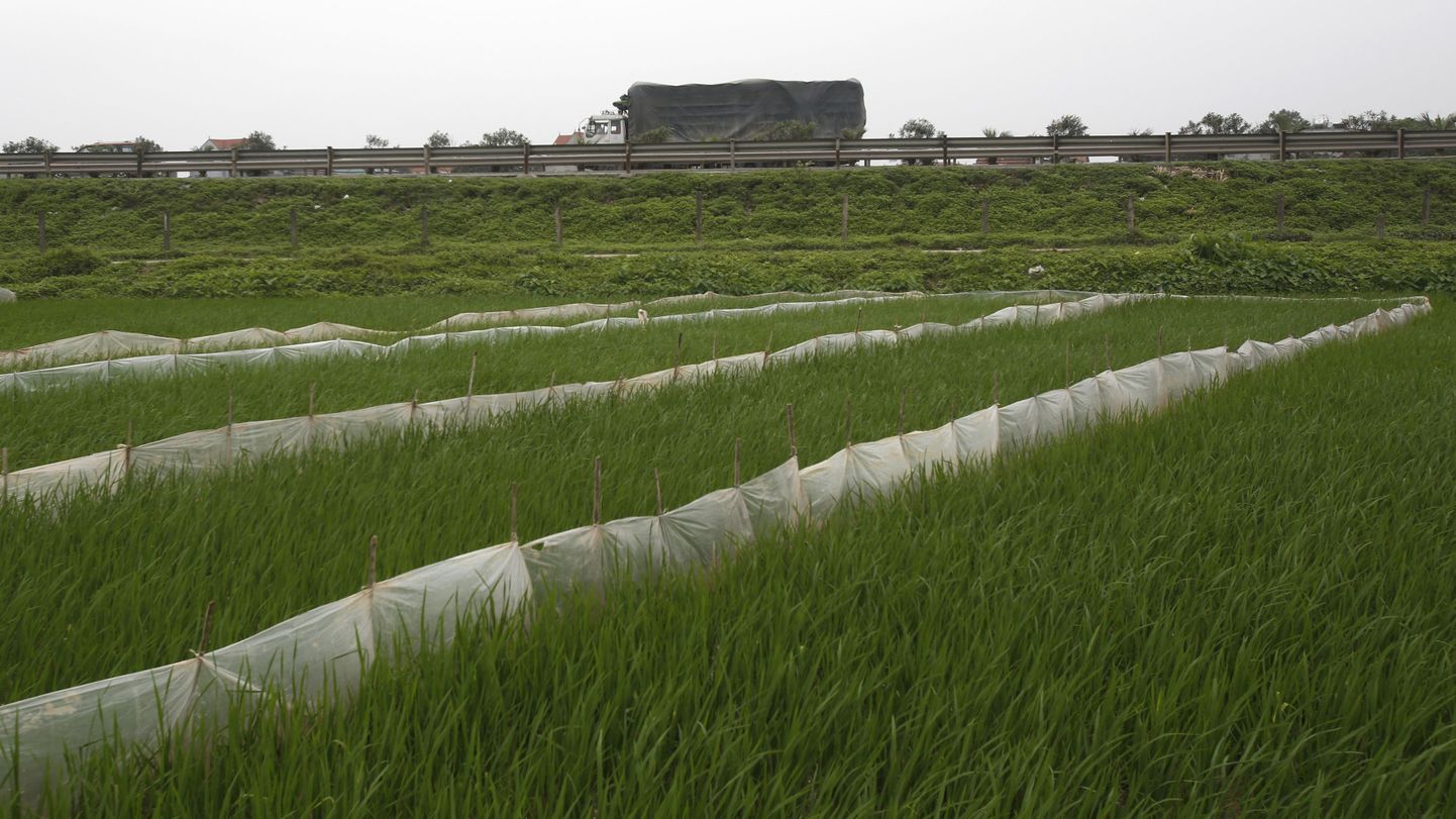 Riisiväljad Vietnami põhjaosas.