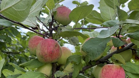 LOODUSKALENDER ⟩ Vanarahvas ootas augusti lõpus juba öökülmi