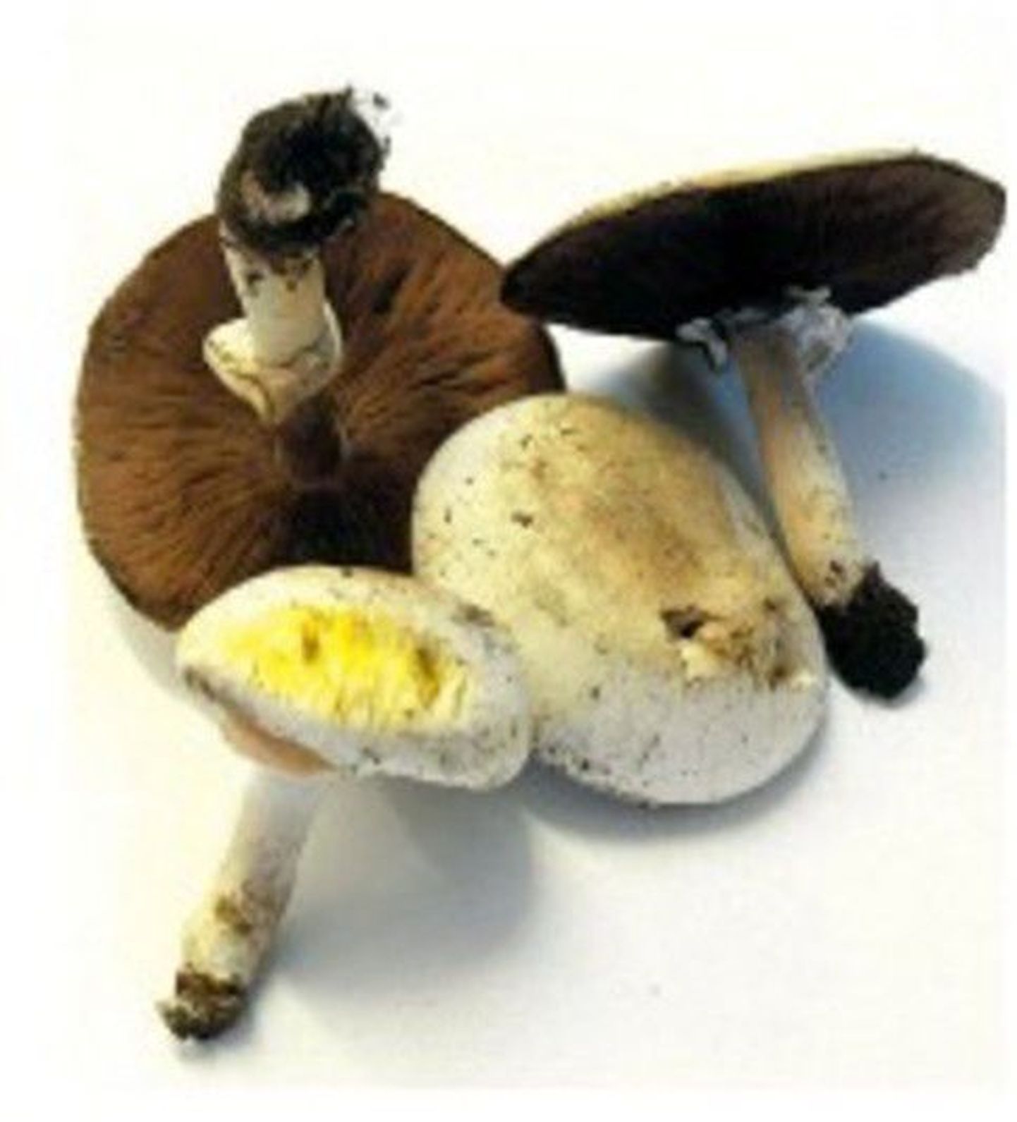 Ядовитые грибы.