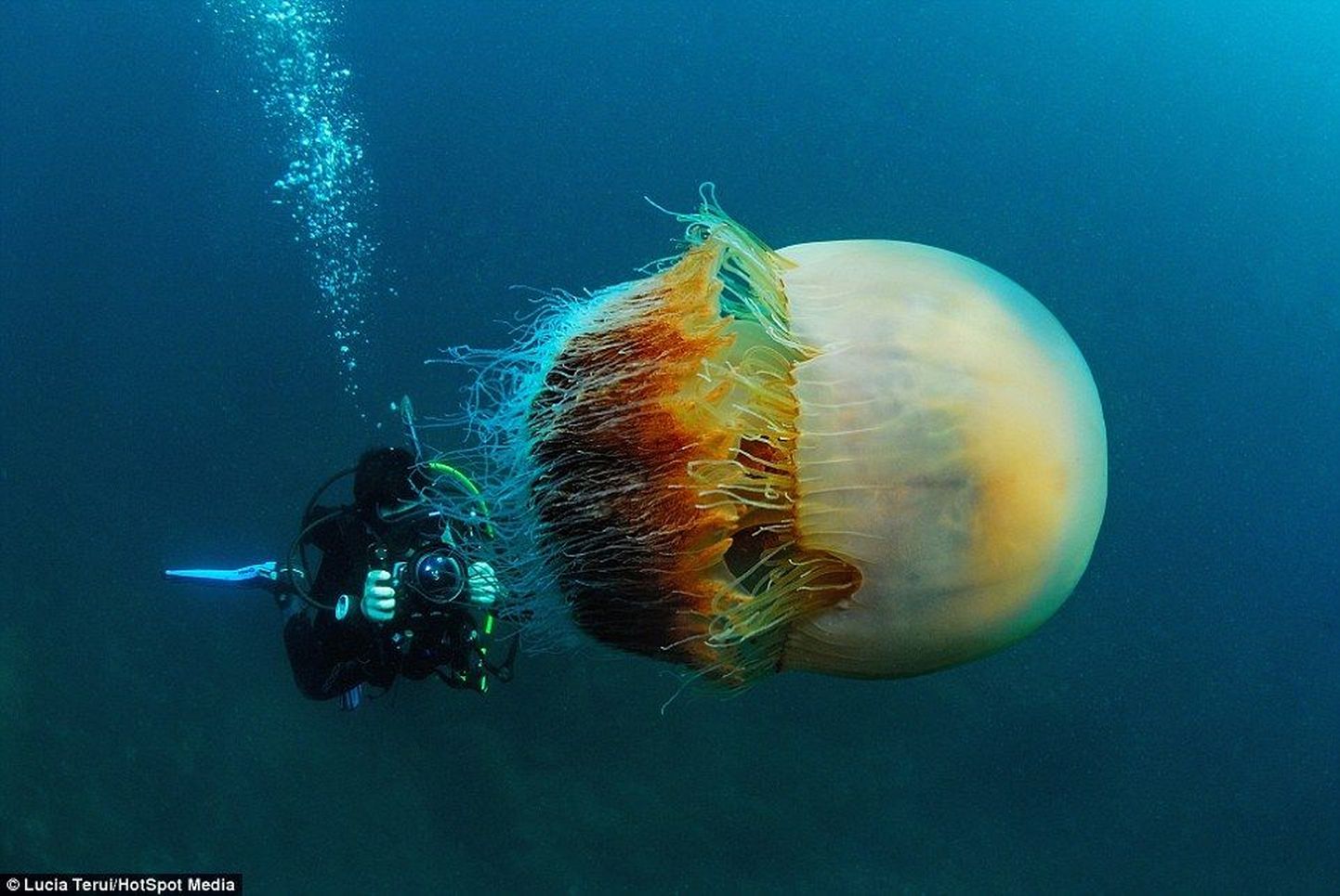 Бочковая медуза, обнаруженная в прибрежных водах Корнуолла.