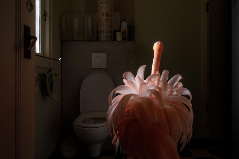 Bob jalutab läbi koridori oma toa poole. Flamingo kohanes päästmise ja terveks ravimise käigus inimestega sedavõrd, et teda polnud enam võimalik metsikusse loodusse tagasi saata, ta poleks seal ellu jäänud. Nii võttis Odette Doest ta elama oma koju, kus ta jagab lahkesti tuba teiste päästetud tiivuliste sõpradega.