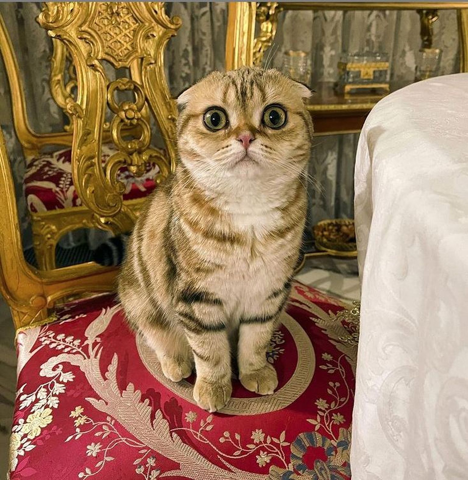 Кошка Баскова  Шанель