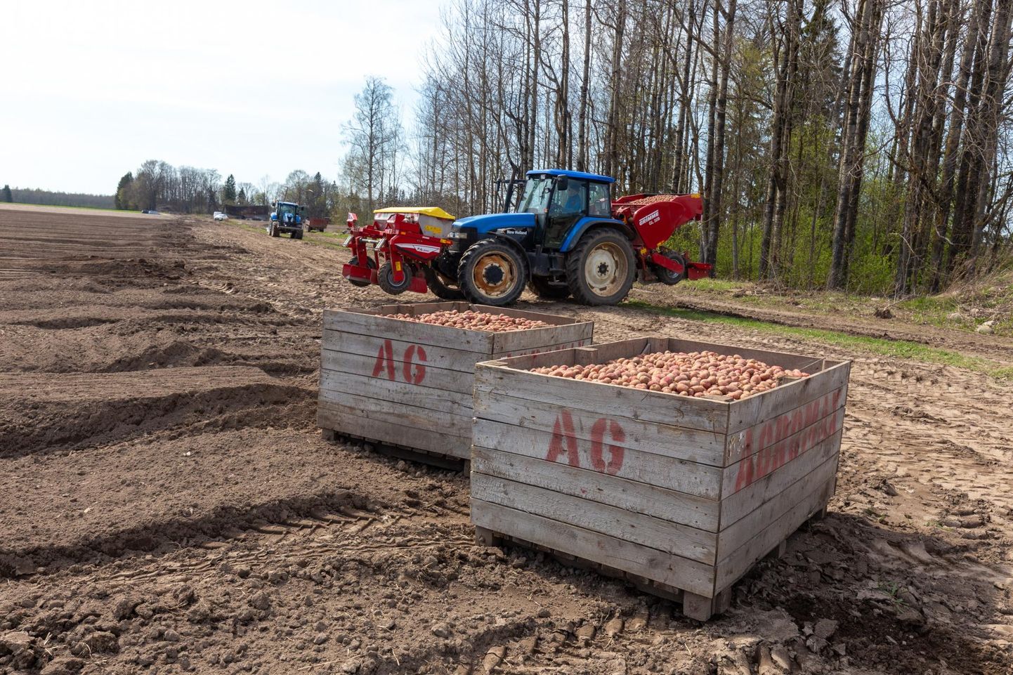 Suuremad kartulikasvatajad lähtuvad põhimõttest, et pigem panna kartul mulda nädal hiljem kui varem, toomingas peaks kindlasti õitsema.
