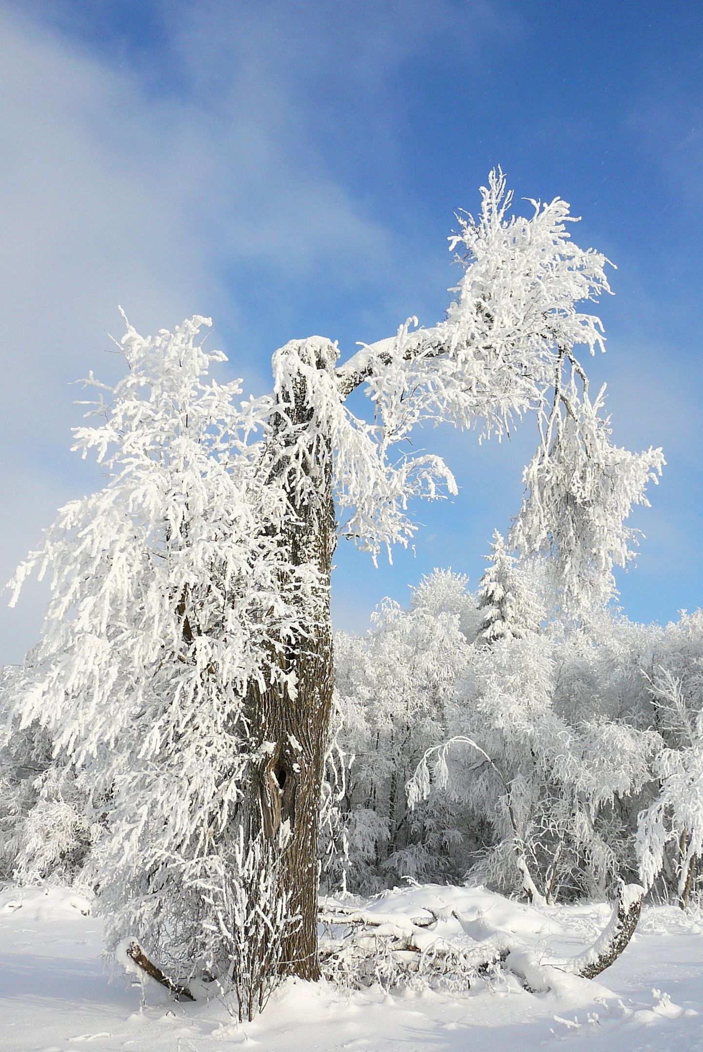 Valge lumi teeb ka vanast puust kaunitari.