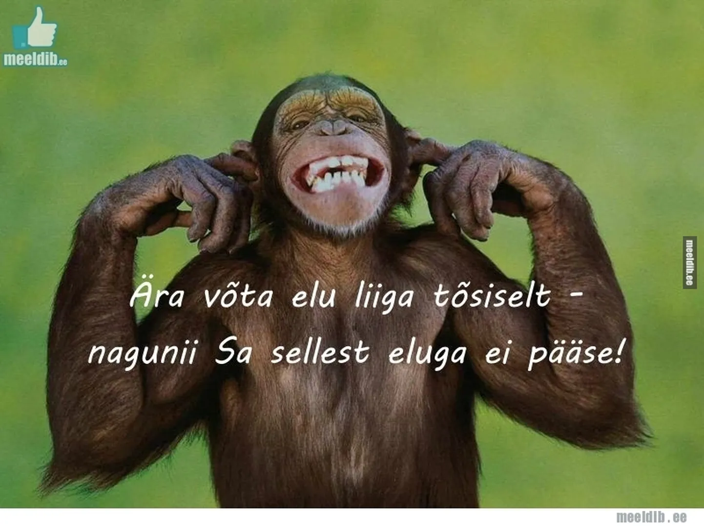 Artikli foto