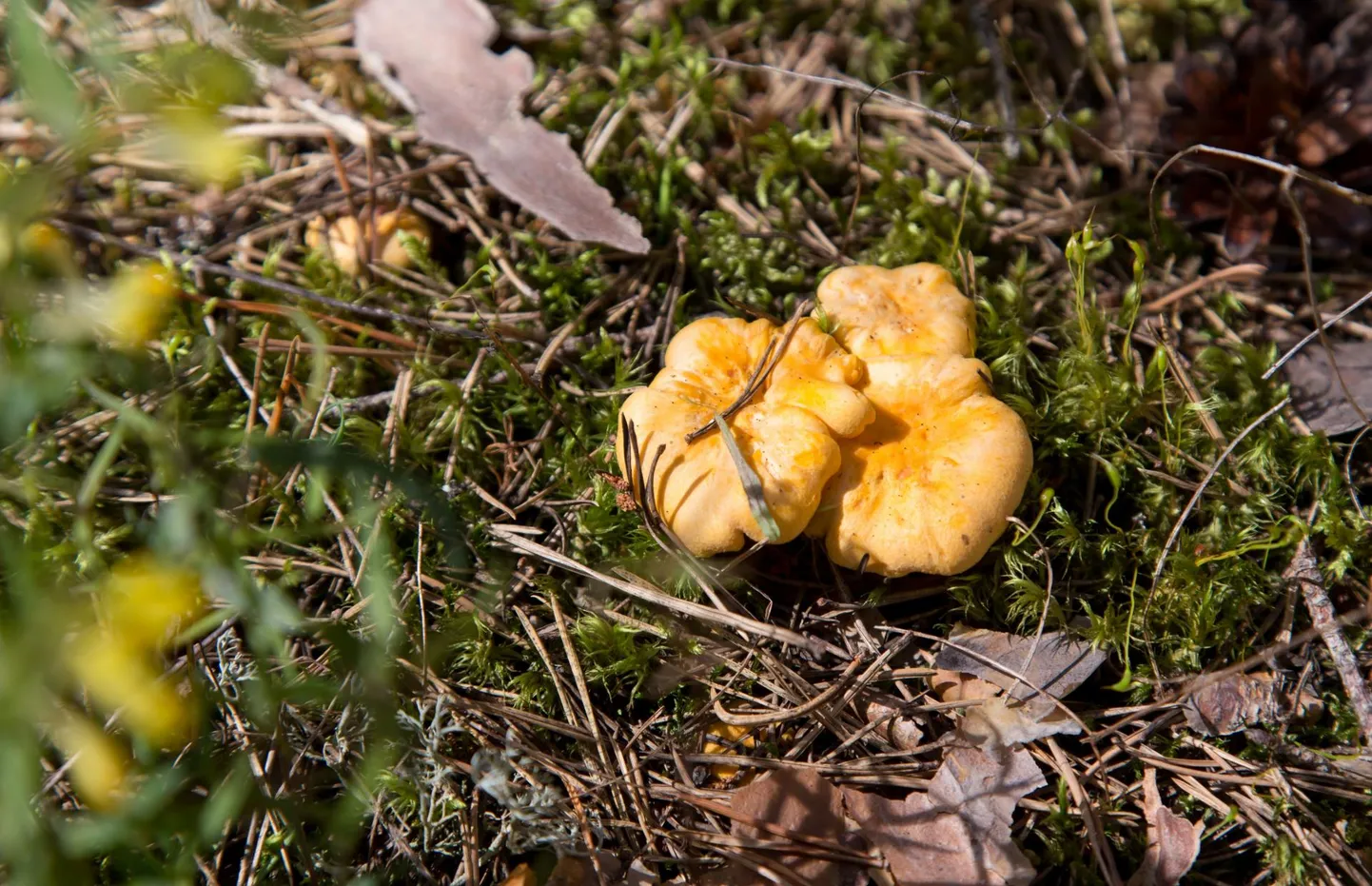 Ligemale kuu kestnud põua järel on seeni metsas väga nirult.