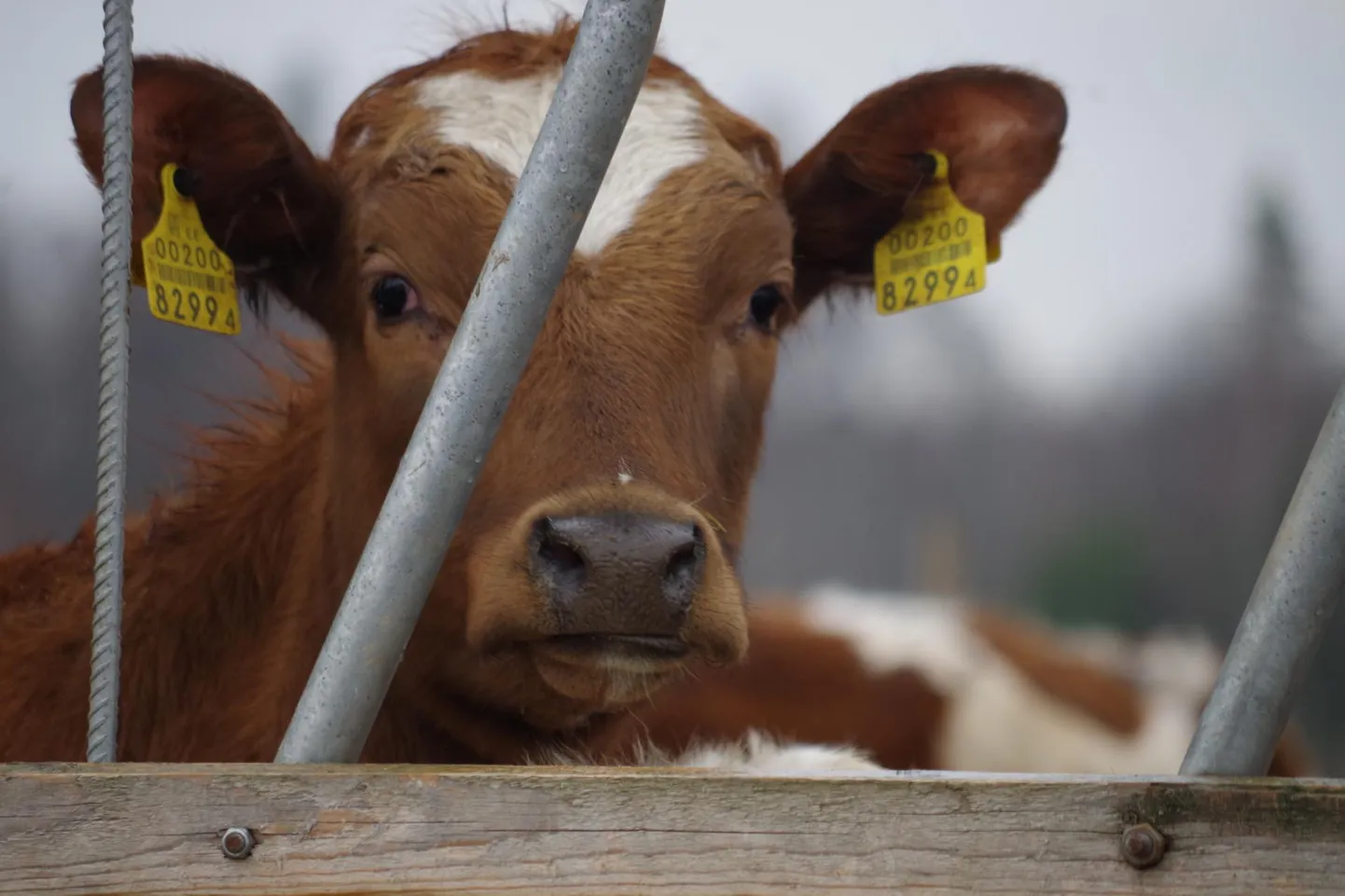 Lehm Võrumaa farmis.