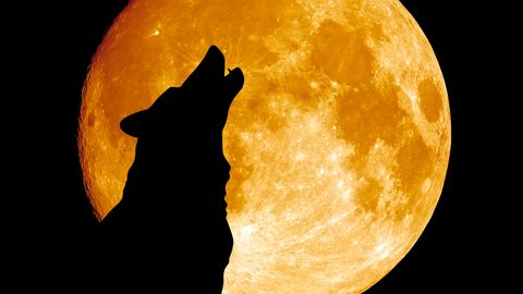 Волчья Луна: три знака Зодиака, которые в полнолуние 6 января рискуют совершить фатальные ошибки