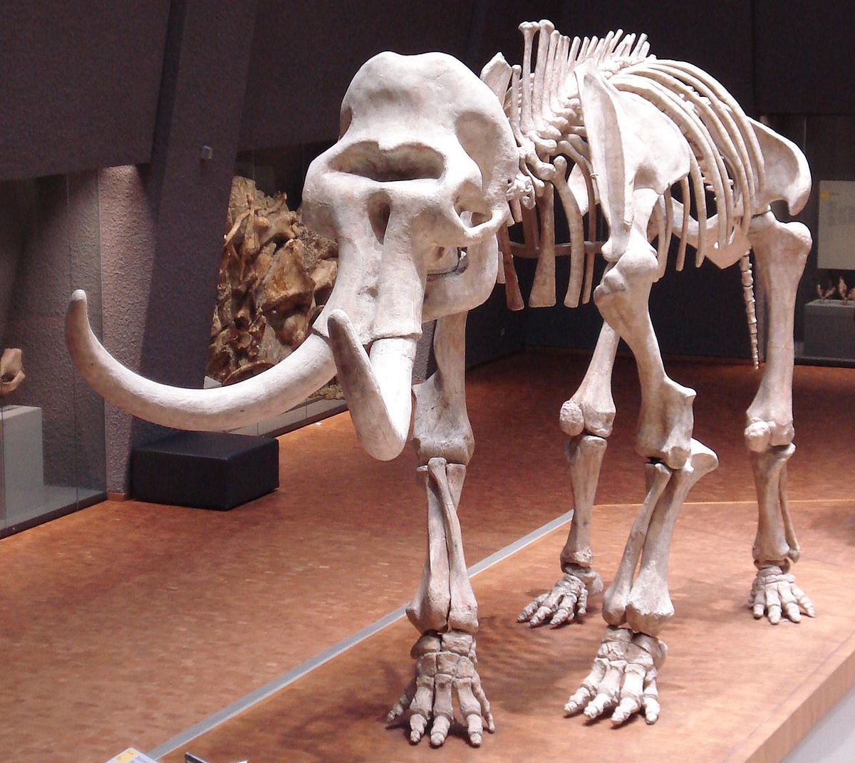 “Mammuthus primigenius fraasi” skeleta atlējums, Štutgartes Nacionālais dabas muzejs