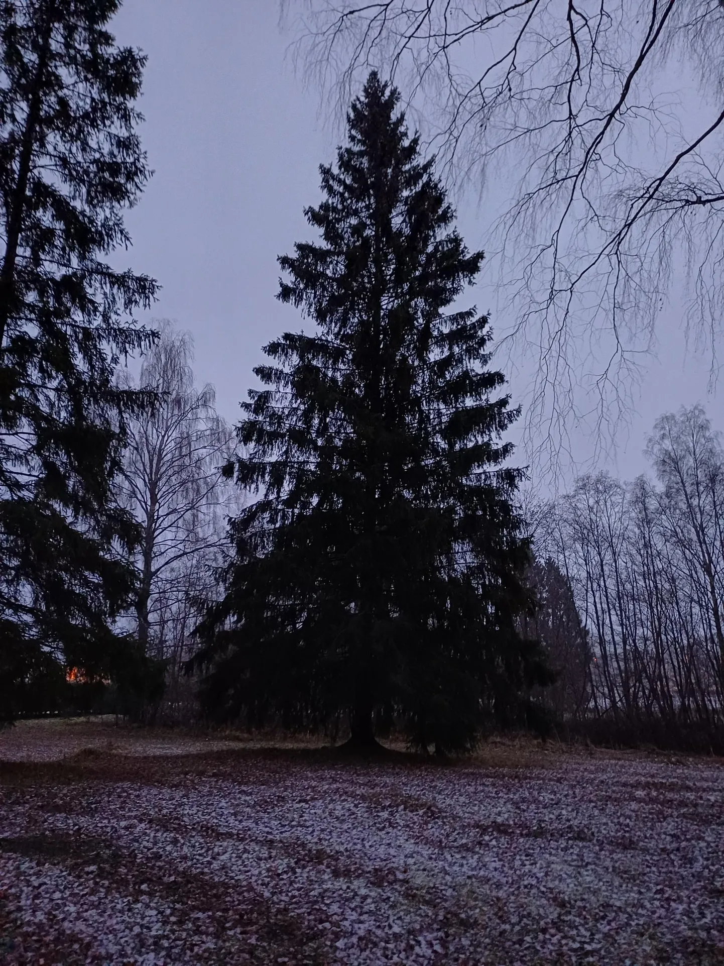 Tapa linna jõulukuusk, mis praegu kasvab veel Tamsalus.