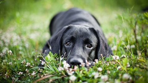 Latvijo zajeli močni nalivi s točo in nevihtami