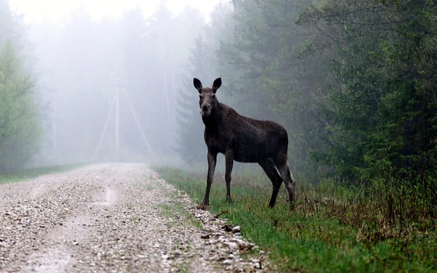 Mai toob teedele tavapärasest enam metsloomi. Nii liigub rohkem ka eelmise aasta põdravasikaid, kes kipuvad uljalt teele astuma.