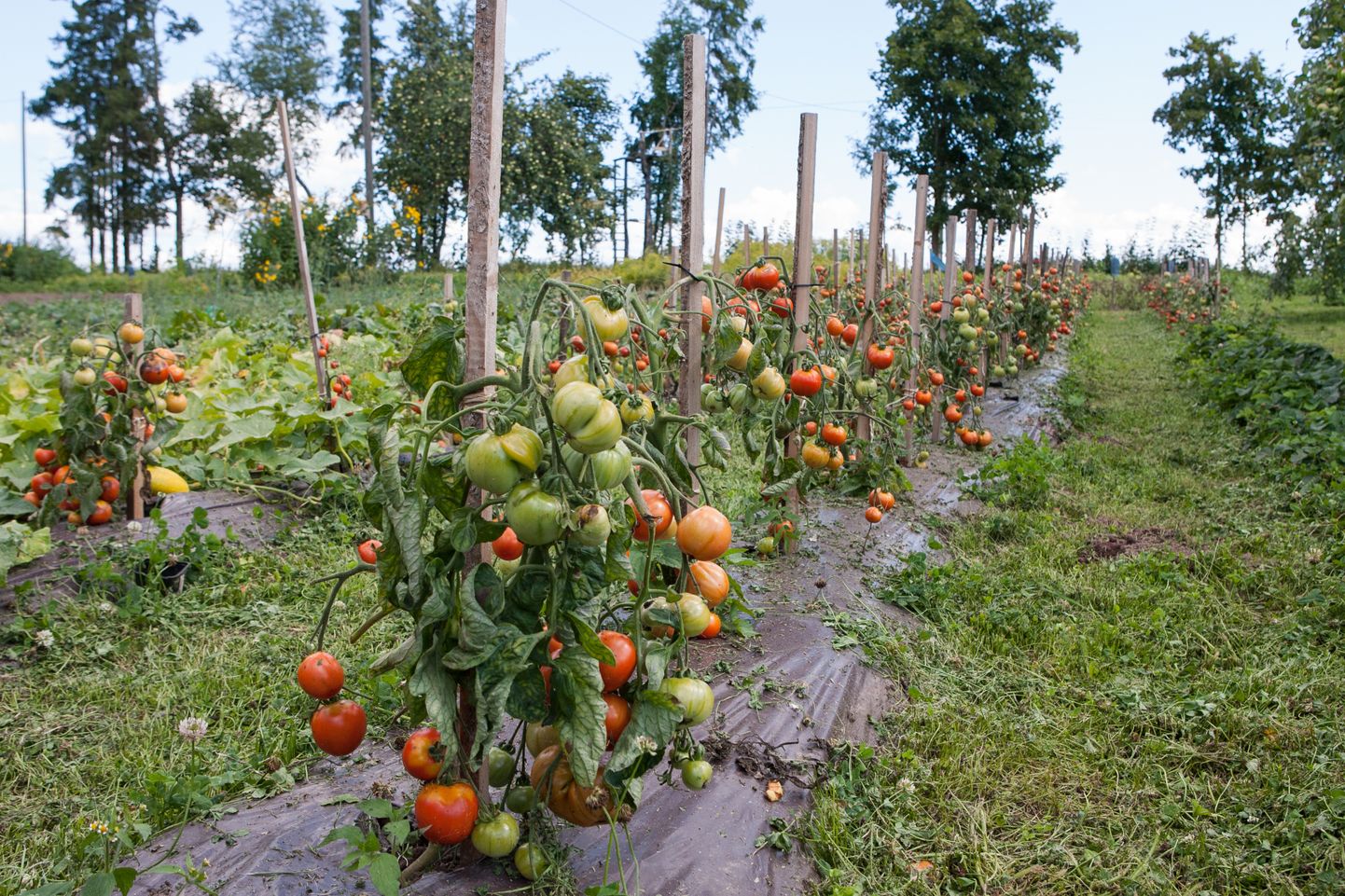 Avamaal peenraski võib tomateid kasvatada, selleks valige madalakasvuline ja varajase saagivalmimisega sort.