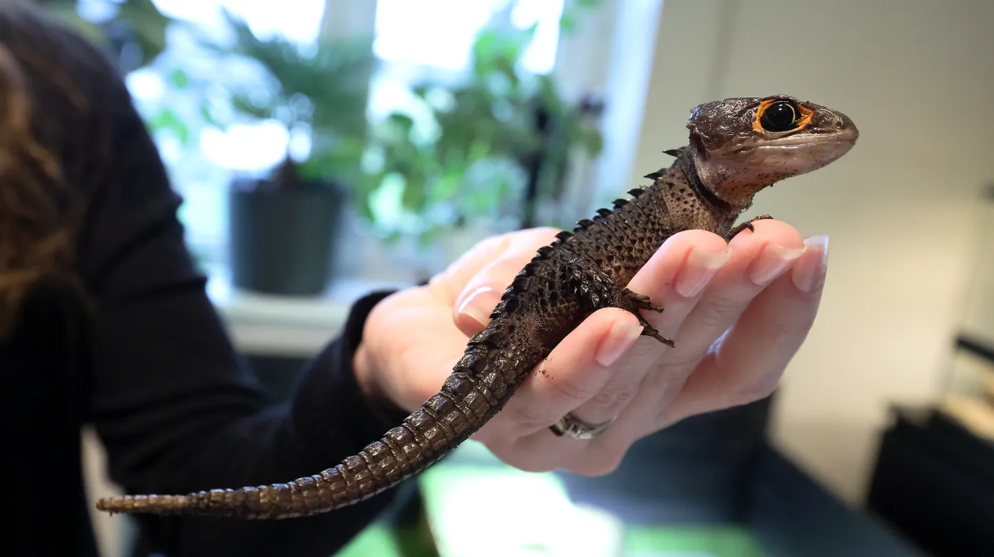Punasilmne krokodill-skink elab Tartu lähistel Lohkvas ühes eramajas koos mitmete teiste loomadega, keda Eesti looduses ei kohta.