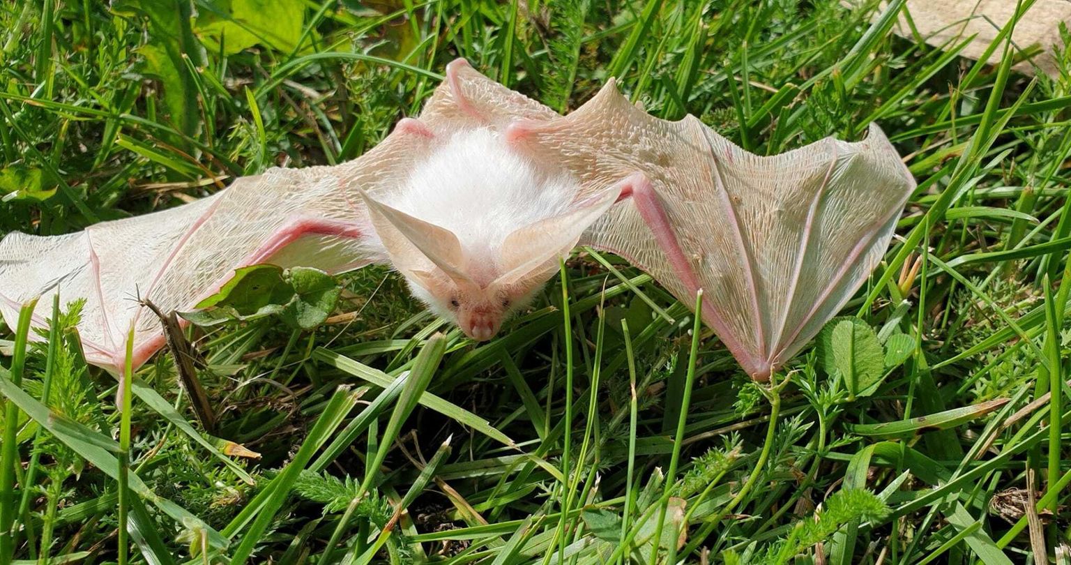 Бурый ушан (Plecotus auritus) с признаками альбинизма. Эксперт по летучим мышам Лаури Лутсар сказал, что никогда раньше не видел ничего подобного.