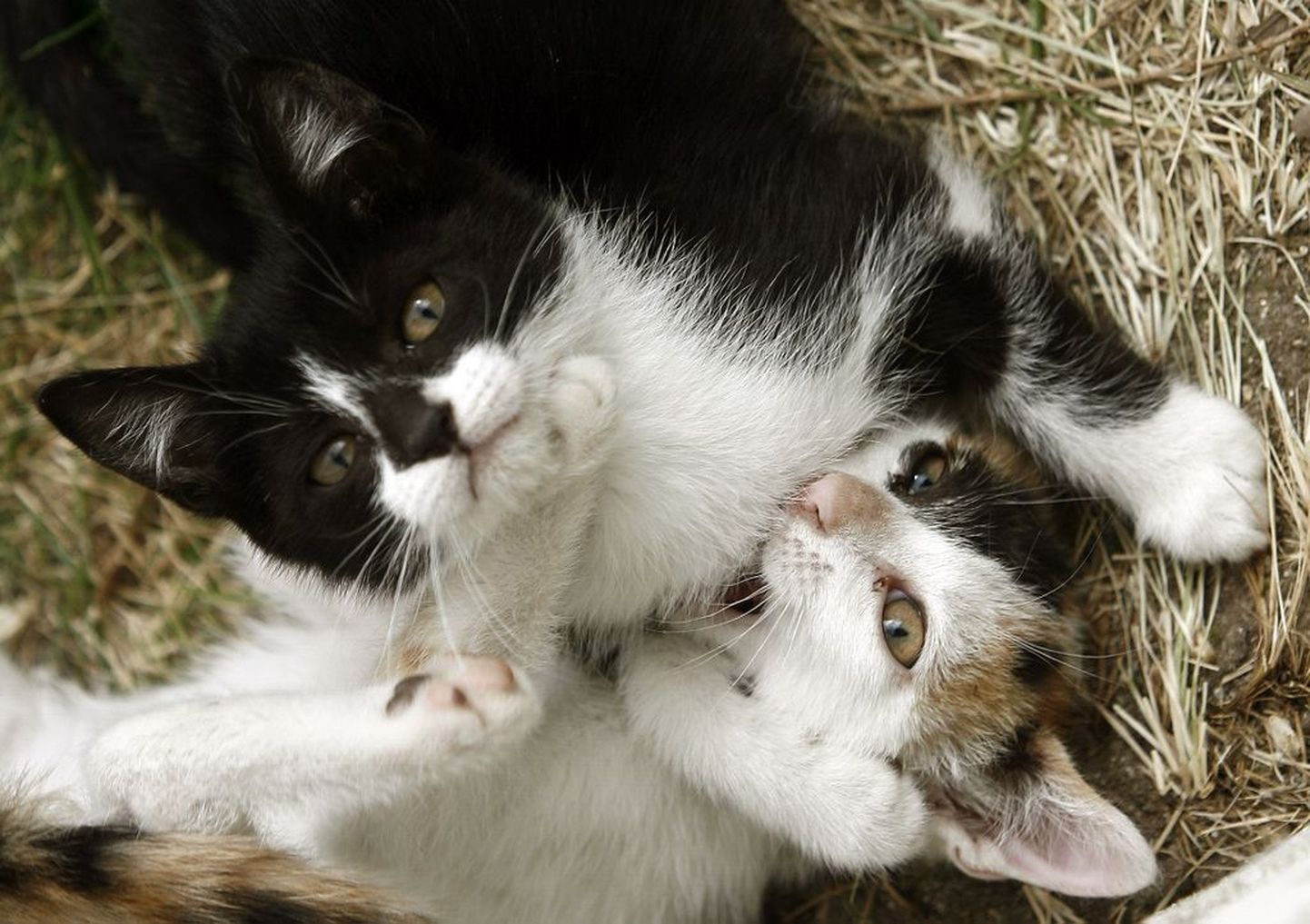 Üürniku ja üürileandja arusaam kassipoegade tekitatud kahju suurusest võib kardinaalselt erineda.