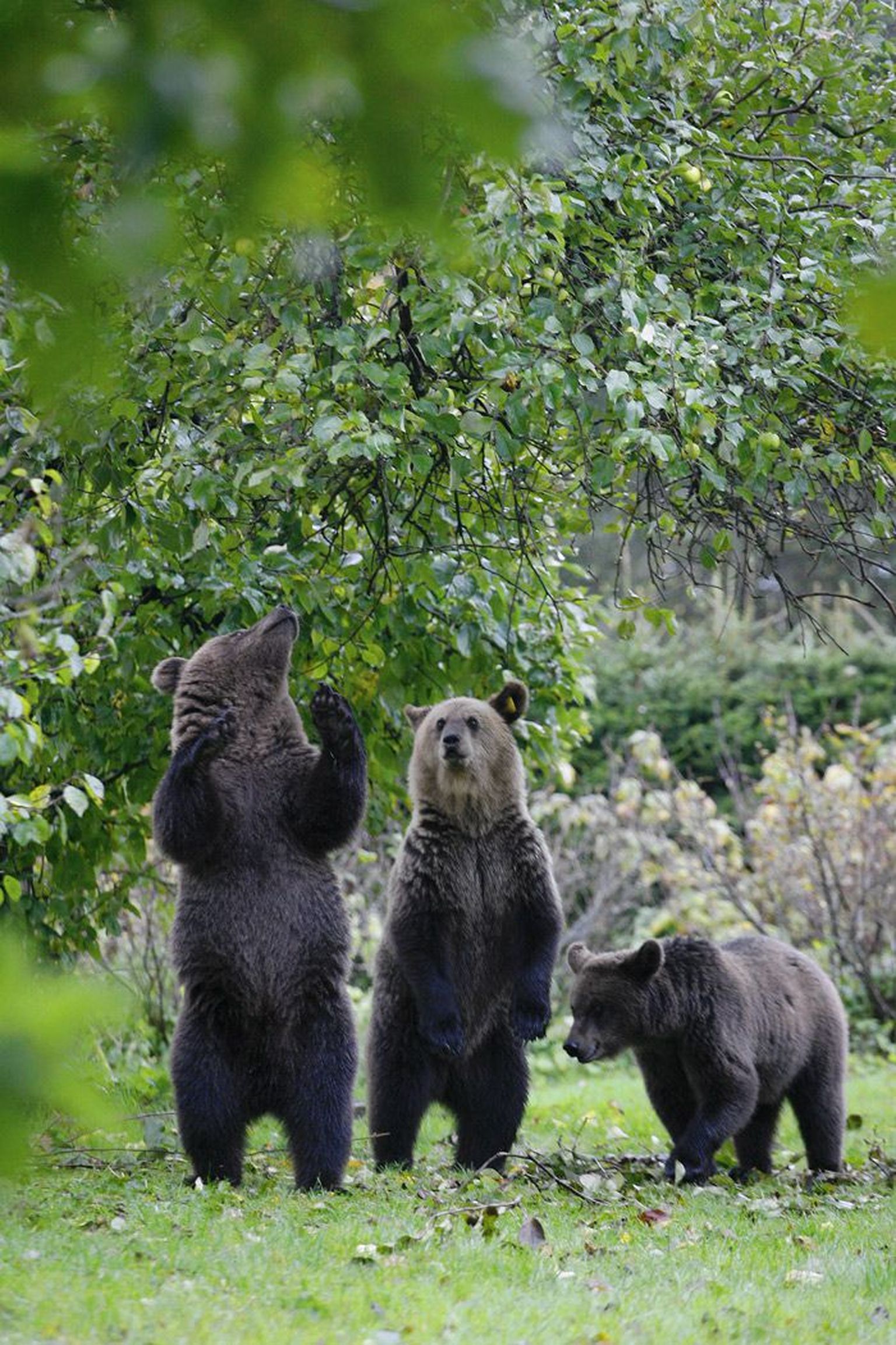 Kes soovib looduses karu näha? Eesti loodusturismiettevõtjad lubavad karuvaatlusele tulijatele, et
üheksal juhul kümnest saavad nad metsas mesikäpaga näost näkku kohtuda.