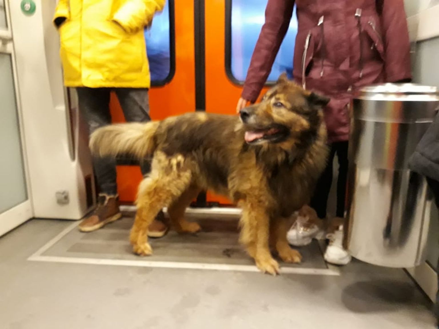 Eksinud koer Elroni rongis.