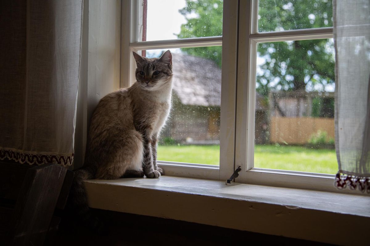 Obinitsa seto seltsimaja kass Kiti ei lase end külalistest segada.
