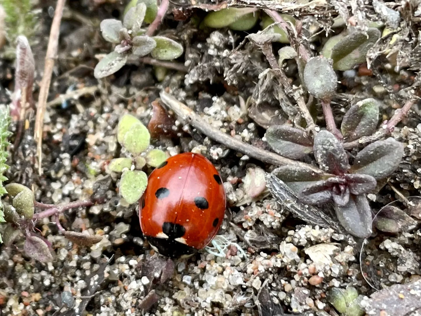 Artikli foto