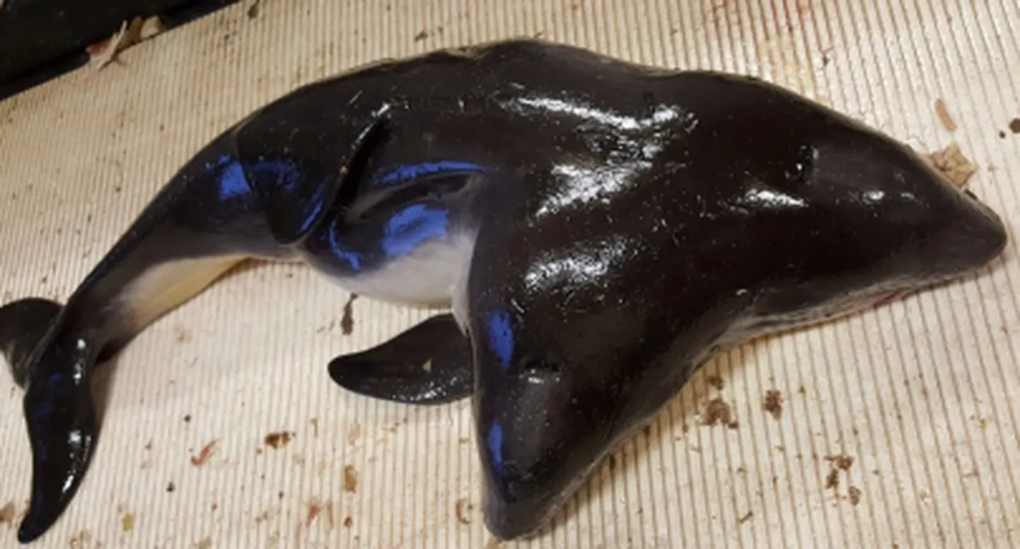 Двухголовая морская свинья.