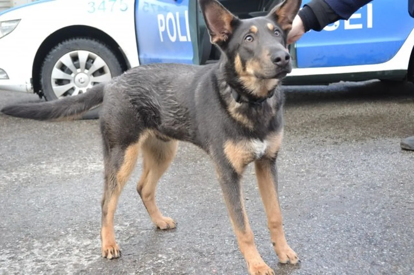 Artikli foto