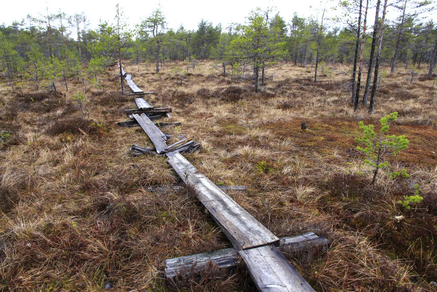 Selisoo laudtee Väike-Pungerja-poolne osa on üle mõistuse halvas seisukorras.

EDGAR KAROFELD