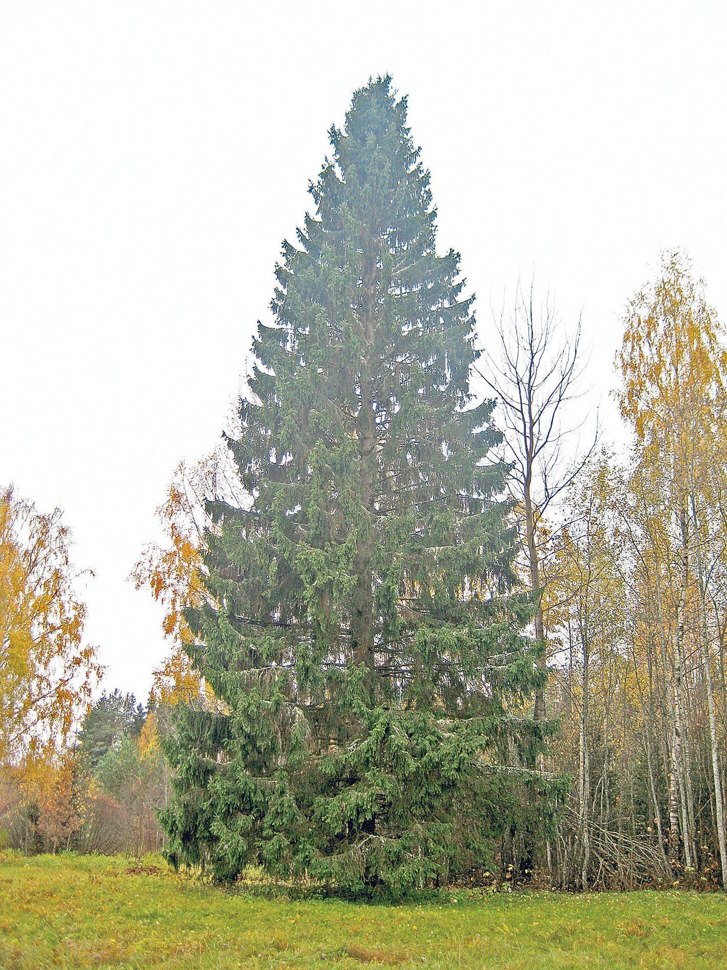 Tartu tänavune jõulupuu kasvab Rõuge vallas Taudsa külas ning on kahe ladvaga. Kaugemalt vaadates pole väikest iluviga näha.