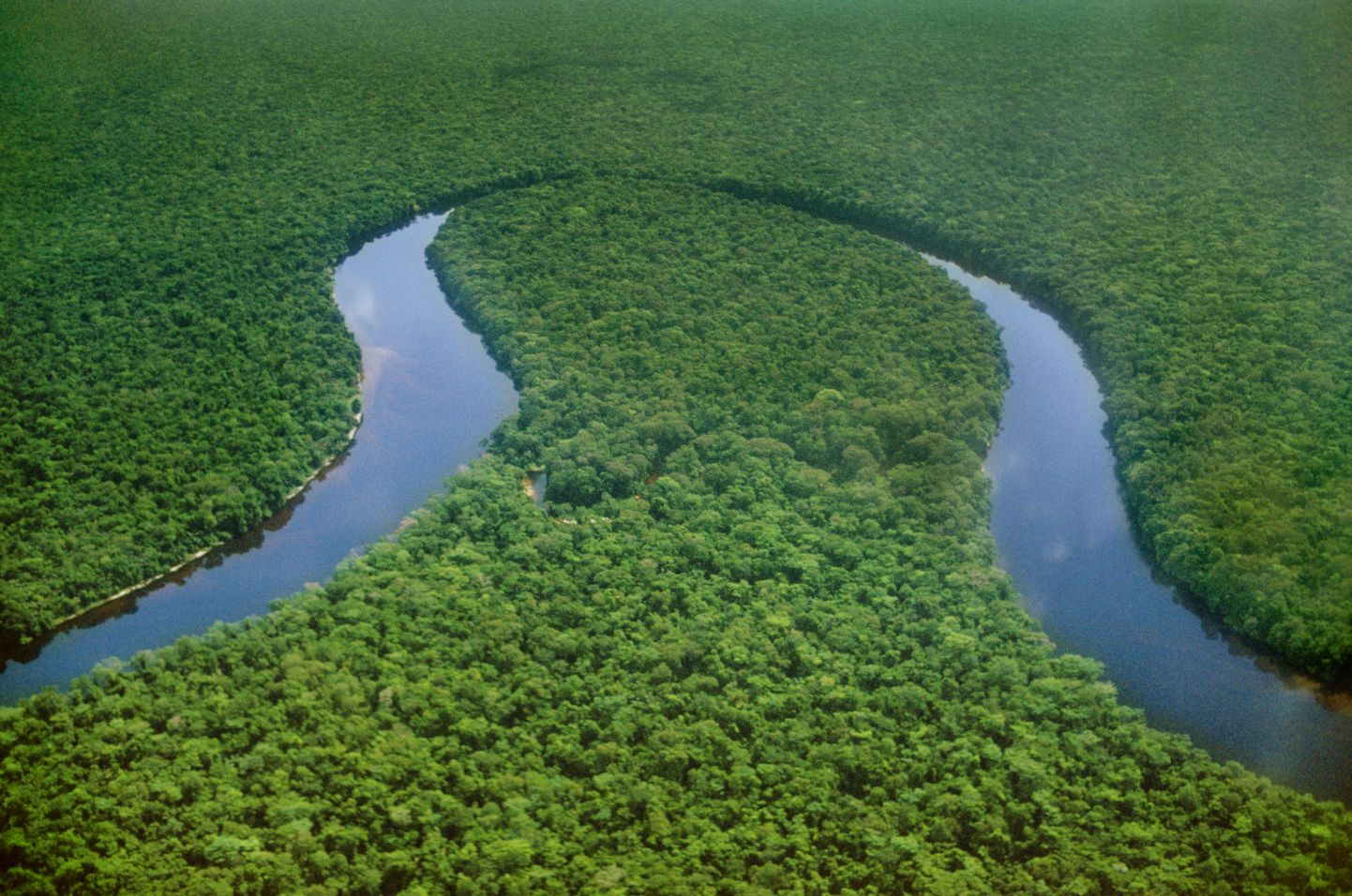 Kongo jõgikonna vihmametsad