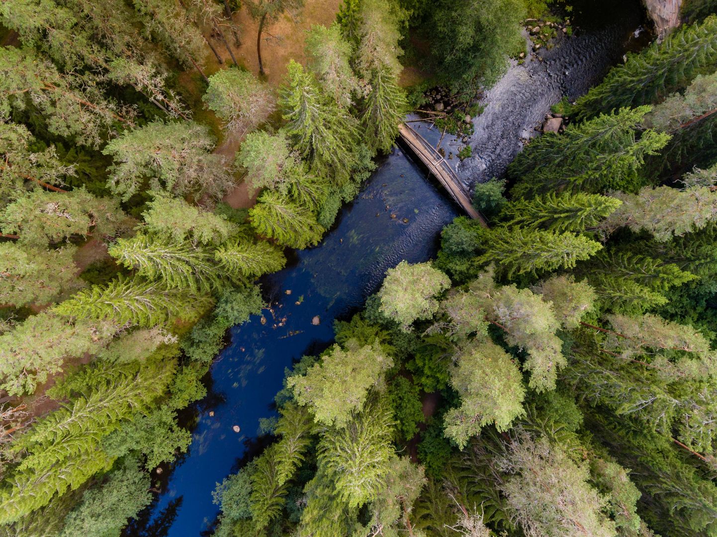 Ahja jõe ürgorus saab eestimaalane nautida puutumatut metsa.