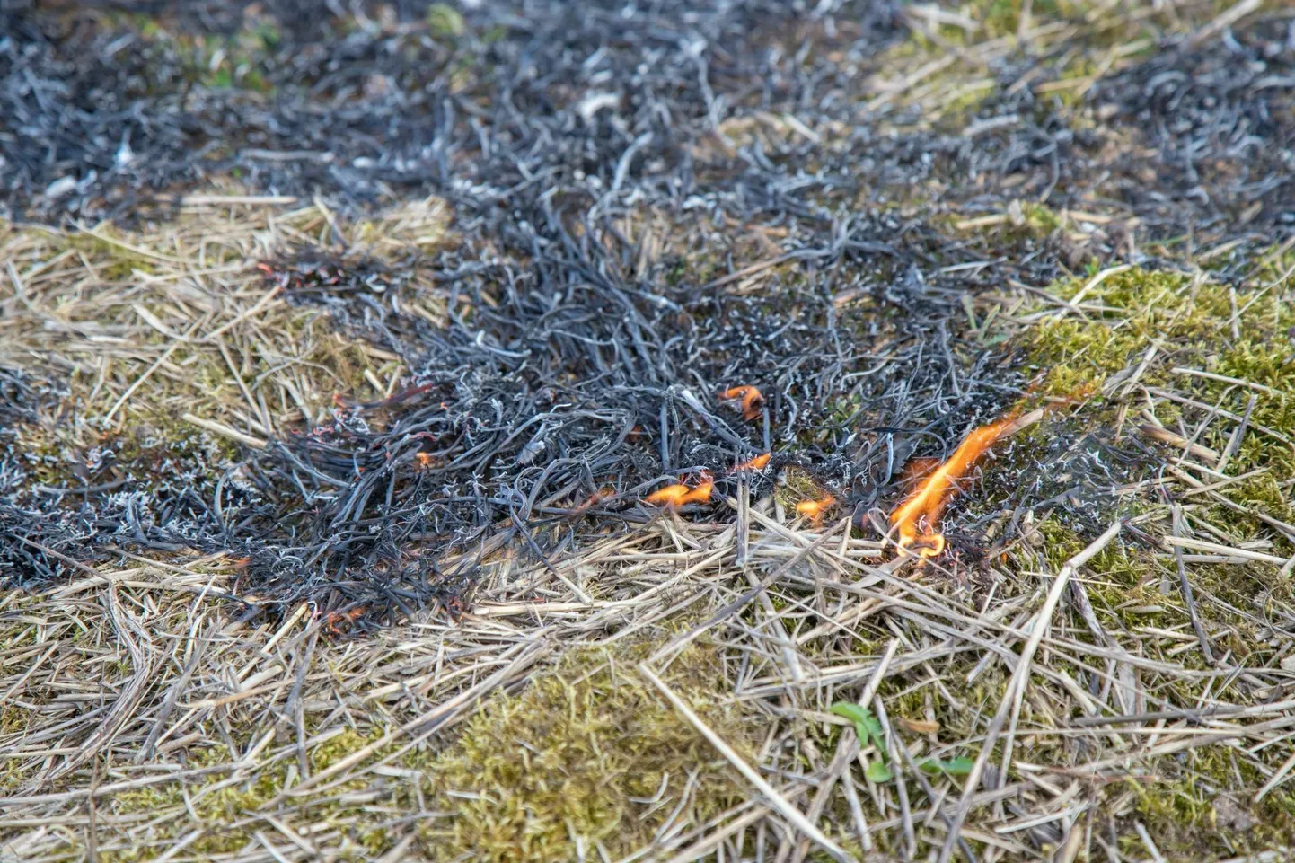 Soe ja tuuline ilm on muutnud rohtkatte kuivaks ning kergesti süttivaks.