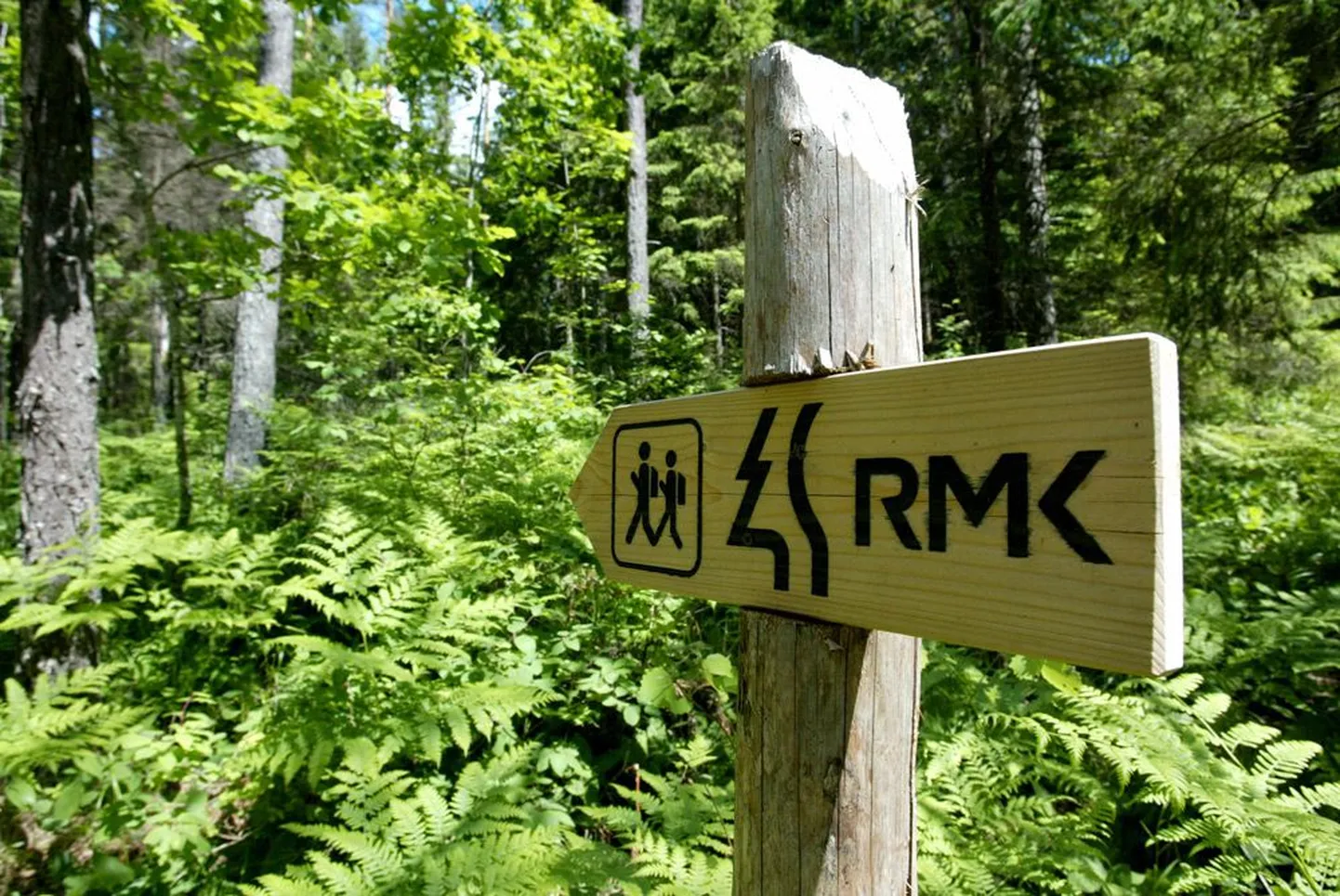 Такими знаками Центр управления государственными лесами обозначает туристические пешеходные тропы в лесах Эстонии.
