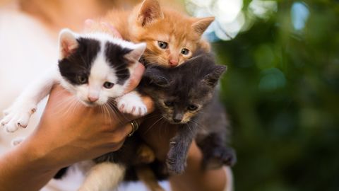 TASUB TEADA ⟩ Mida teha, kui leiad soovimatud kassipojad
