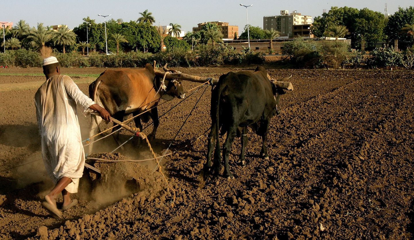 Põlluharimine Sudaanis.