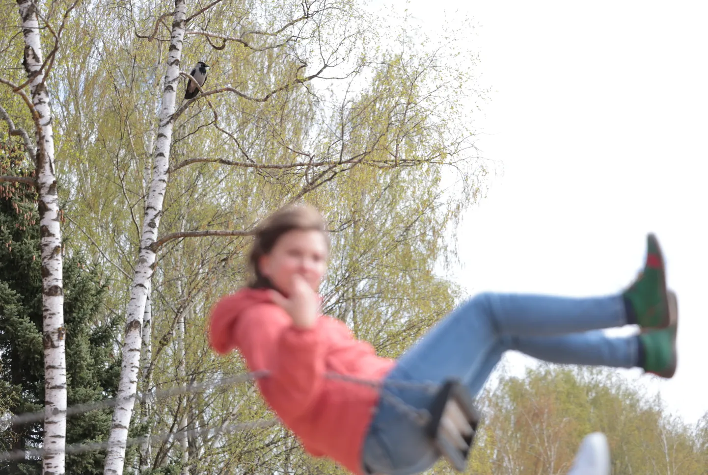 Julget hallvarest märgati Anne kanali ääres mänguväljaku lähistel. Kolmapäeva pärastlõunal ei lasknud ta end seal mängivatest lastest ja möödakõndijatest häirida.