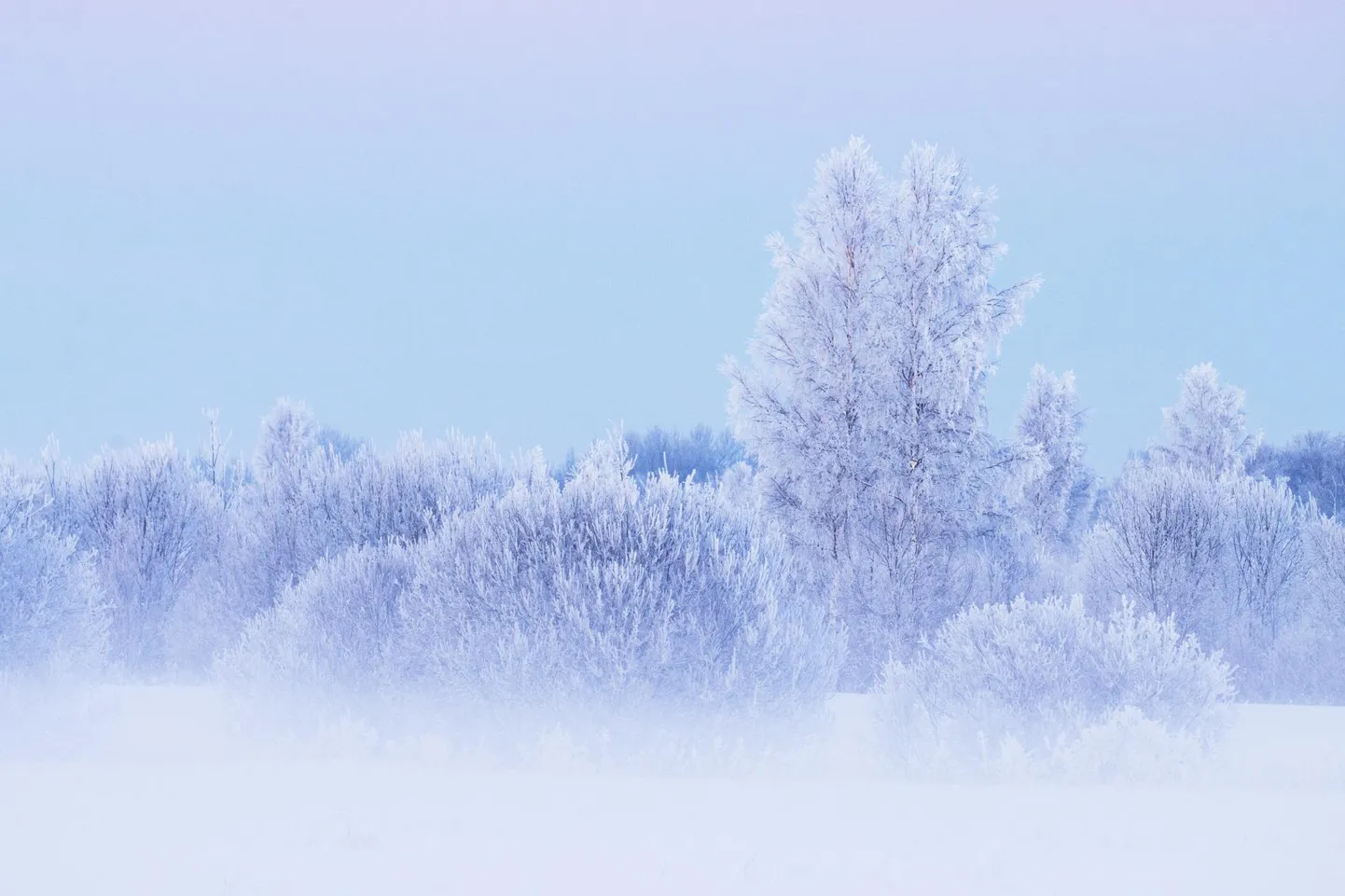 Härmatis puudel ja põõsastel.