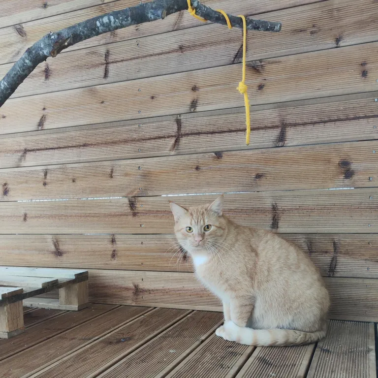 Nemo toodi varjupaika Saari külast.