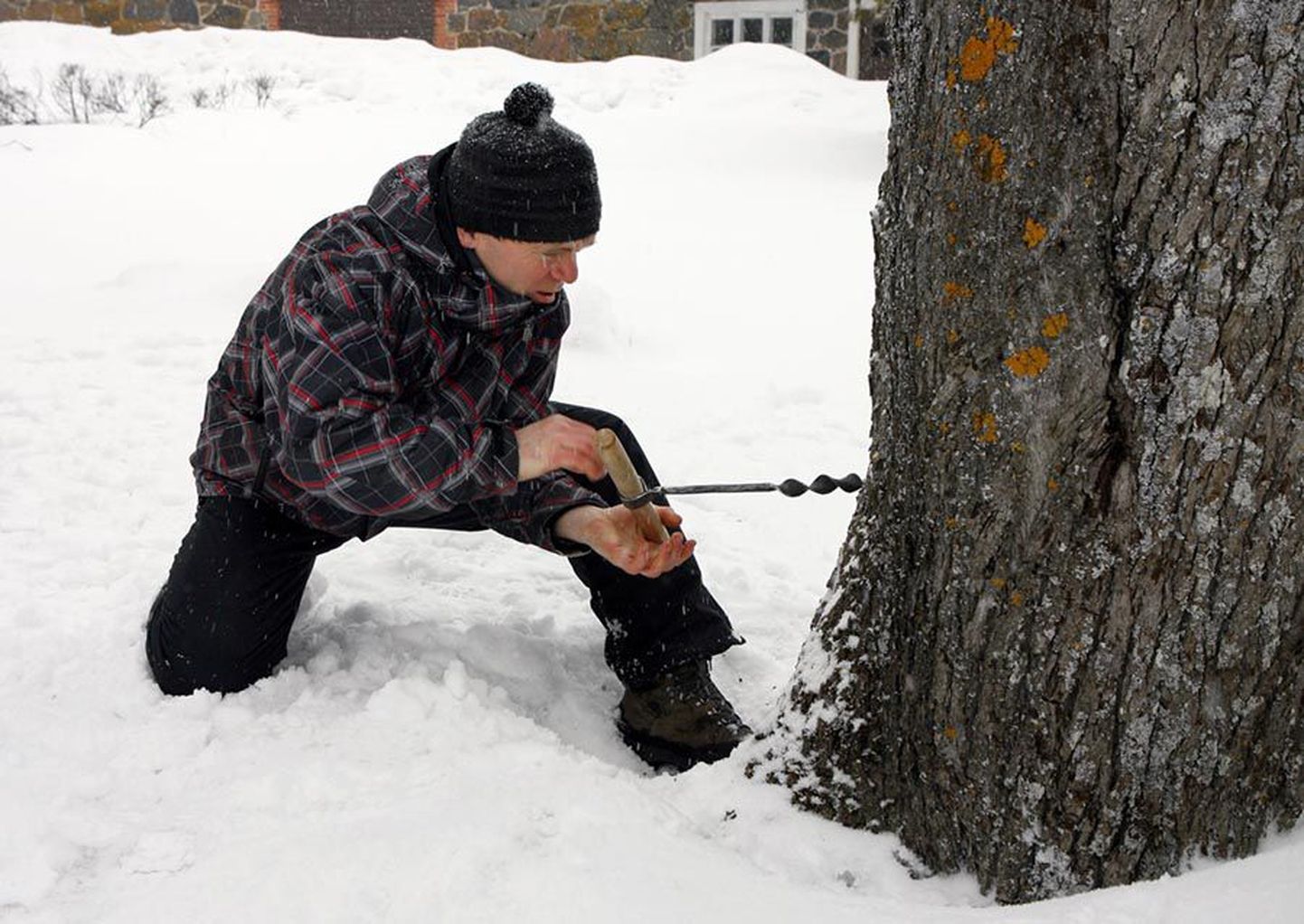 Aimla looduskeskuse juht Mihkel Maala puuris esmaspäeval oherdiga augu vahtrasse, mis oli talvel ühes tormis räsida saanud.