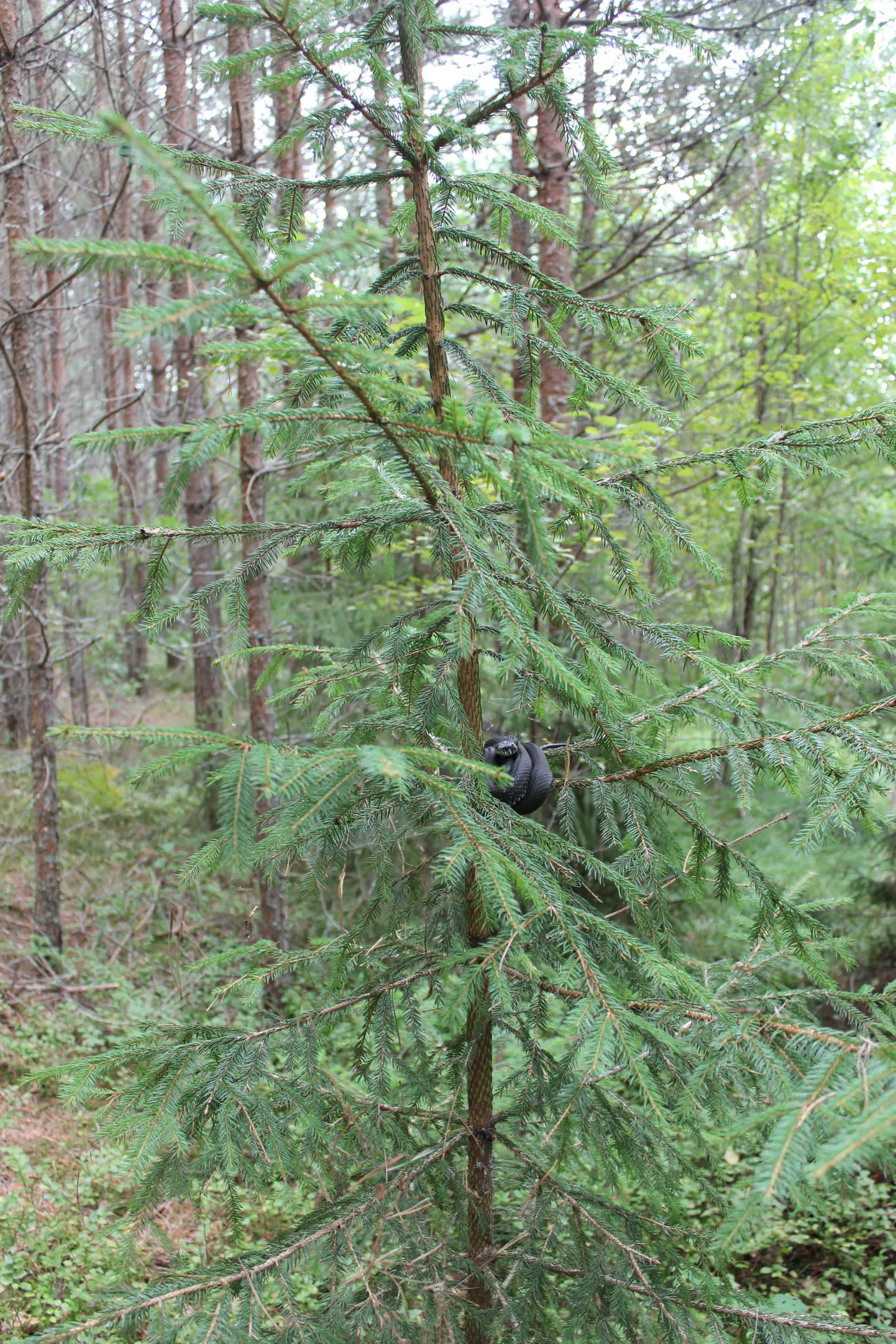 Üllatus Karula metsas