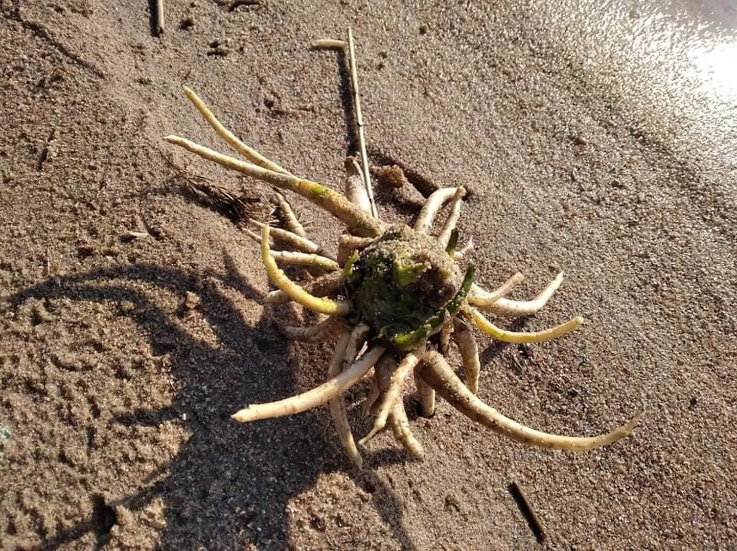 Mürkputke juur Kuremaa rannas.