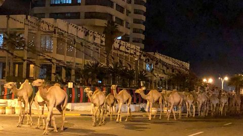 Liibüas evakueeriti sõja jalust mitu tuhat kaamelit