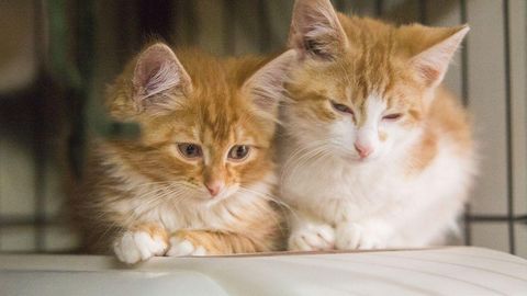 Лечение коронавируса у котят обошлось жительнице Таллинна в тысячи евро