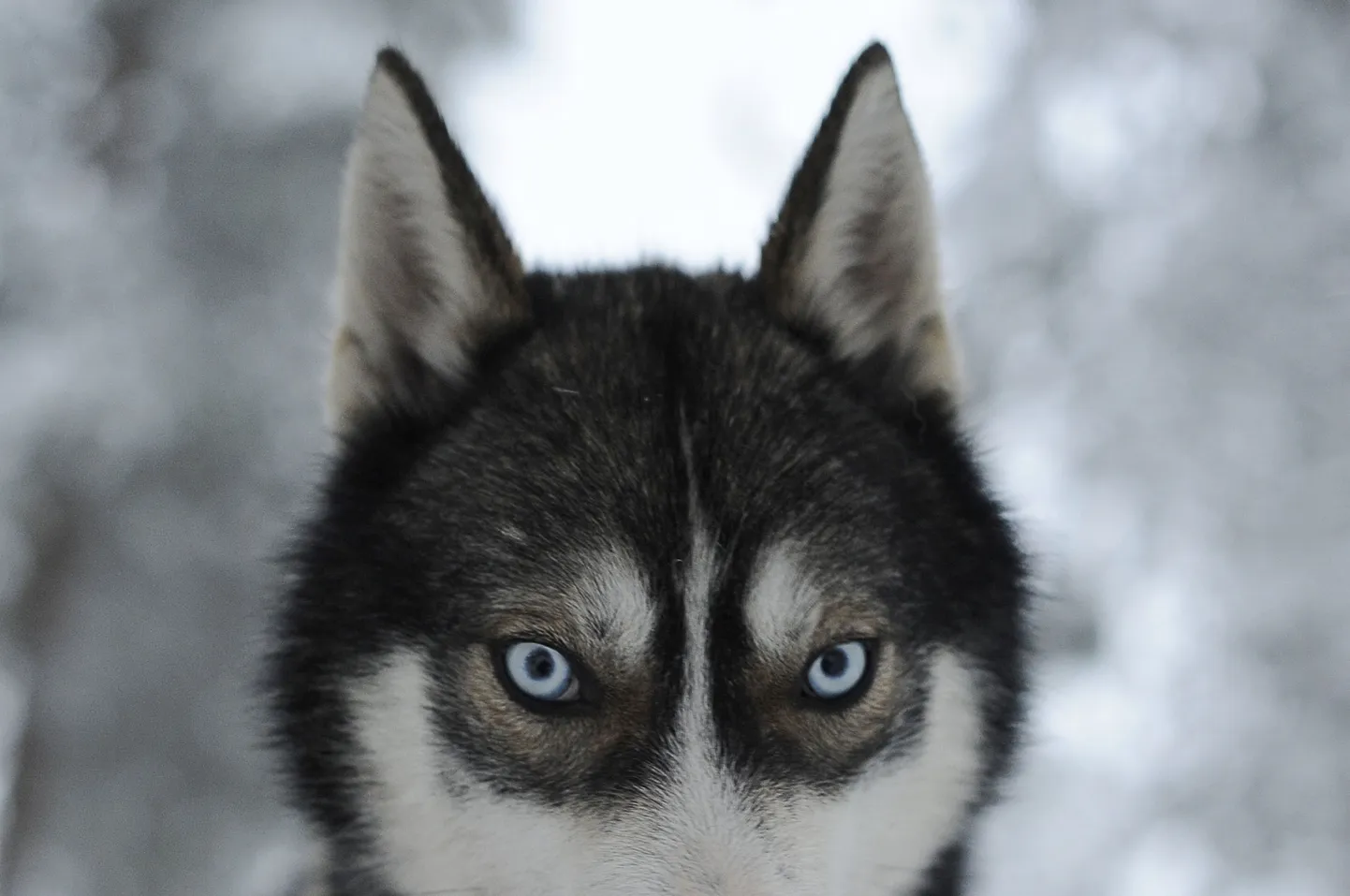 Husky