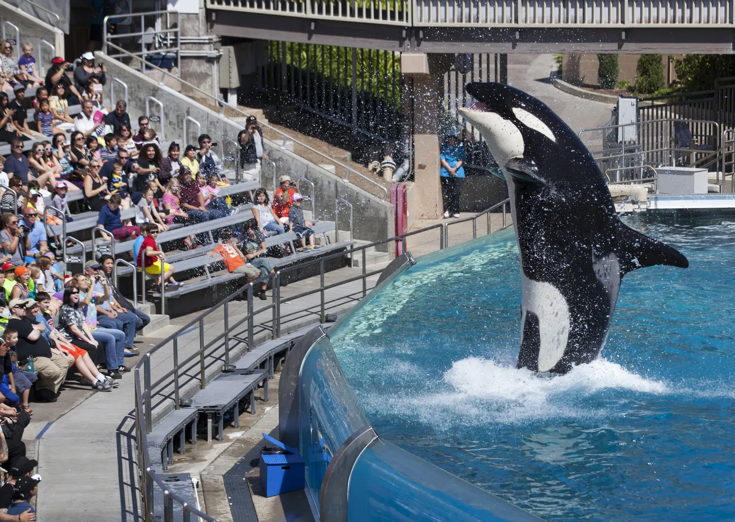 Mõõkvaal SeaWorldis publikule esinemas. Foto on illustratiivne.