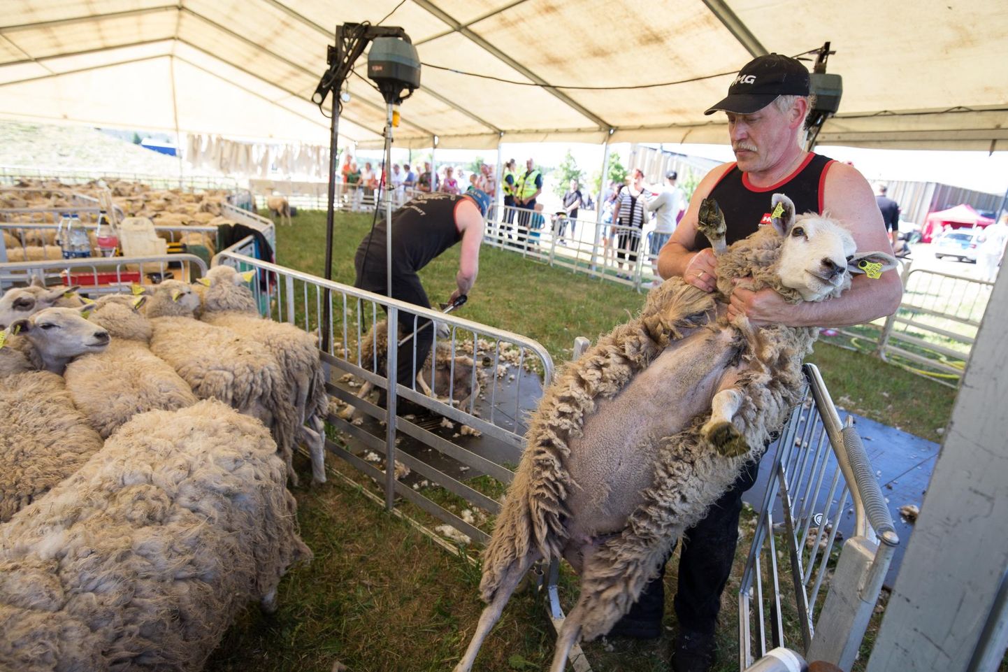 Rägavere mõisa lambapügajatel polnud aega festivalimelu nautida, sest töö vajas tegemist. Pügamist ootas 165 lammast, kellest üks jõudis vahepeal aedikust plehku panna.
