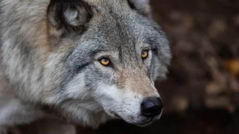 Harjumaal asuva talu perenaine kaitses oma hobuseid ohtliku kiskja eest: ei osanud muud teha, kui...