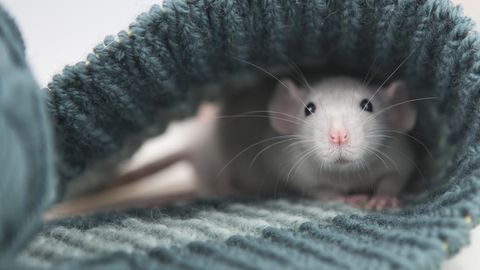 ARMSAD VIDEOD ⟩ Ebatõenäoline sõprus roti ja pitbulli vahel ajab netirahvast pöördesse