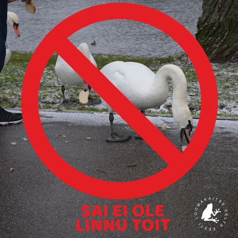Lindude saiaga toitmine võib tekitada rohkem kahju kui kasu.